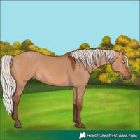 Horse Color:Silver Bay Dun Rabicano 