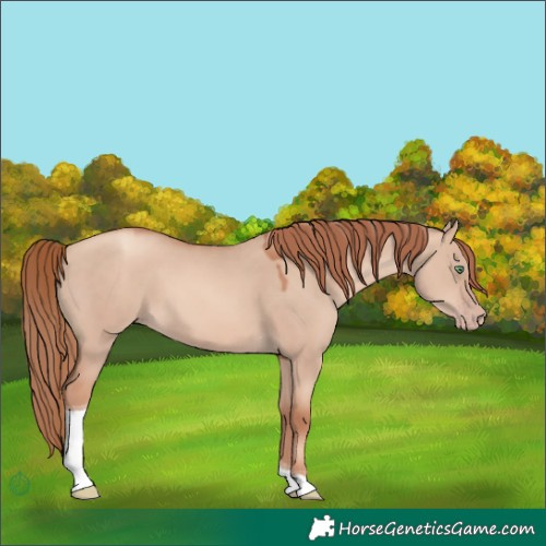 Horse Color:Gold Champagne Dun Tobiano 