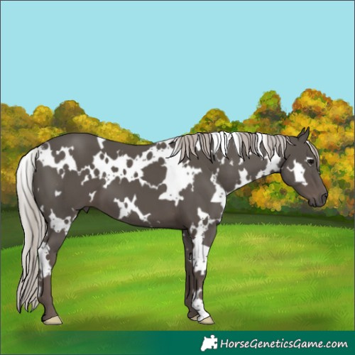 Horse Color:White Spotted Silver Black 