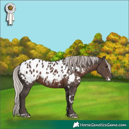 Horse Color:White Spotted Silver Black Blanket 
