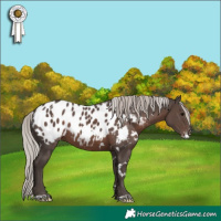 Horse Color:White Spotted Silver Black Appaloosa 