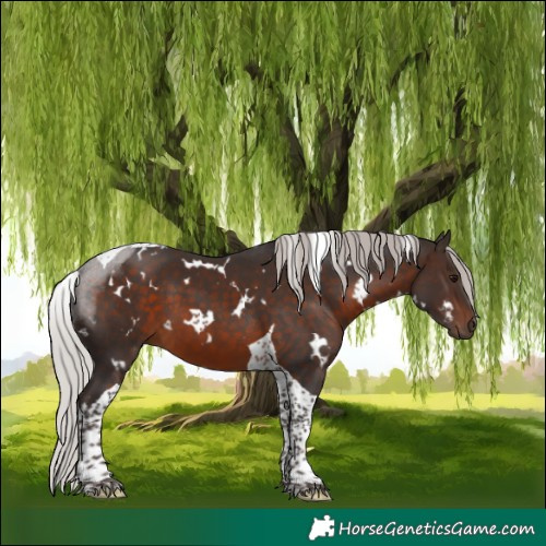 Horse Color:White Spotted Silver Brown Tobiano 