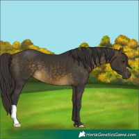 Horse Color:Buckskin 