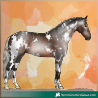 Horse Color:Gray White Spotted Silver Bay 