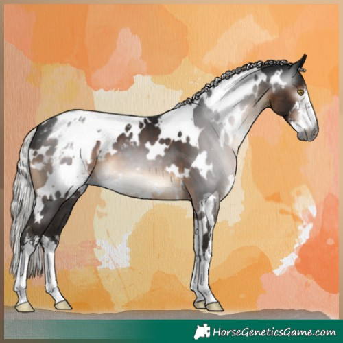 Horse Color:Gray White Spotted Silver Brown Blanket