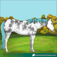 Horse Color:Painted White Spotted Silver Black Chinchilla Splash 