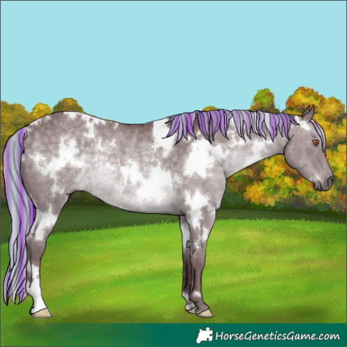 Horse Color:Painted White Spotted Chocolate Silver Black Chinchilla Rabicano 