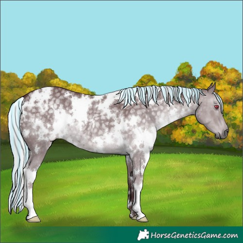Horse Color:Painted White Spotted Chocolate Silver Grullo Chinchilla 