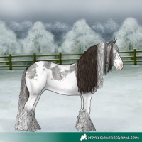 Horse Color:White Spotted Liver Red Roan Splash