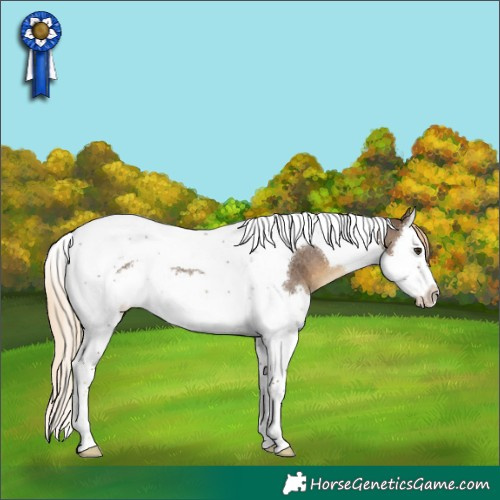 Horse Color:Chocolate Palomino Roan Splash Tobiano 