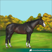 Horse Color:Brown 