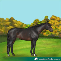 Horse Color:Brown 