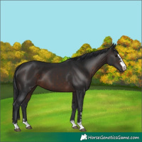 Horse Color:Brown 
