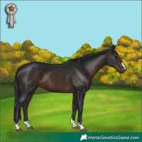 Horse Color:Brown 