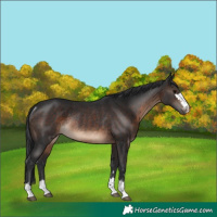 Horse Color:Brown Rabicano 