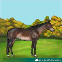 Horse Color:Brown Rabicano 