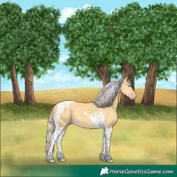 Horse Color:Gold Cream Champagne Dun Tobiano 