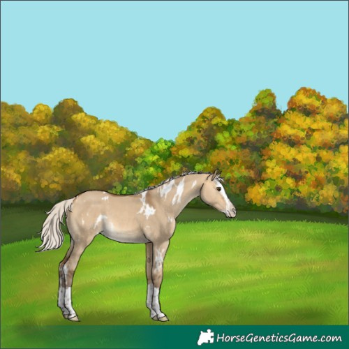 Horse Color:White Spotted Silver Buckskin Dun Splash Rabicano 