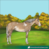 Horse Color:White Spotted Silver Buckskin Dun Splash Rabicano 