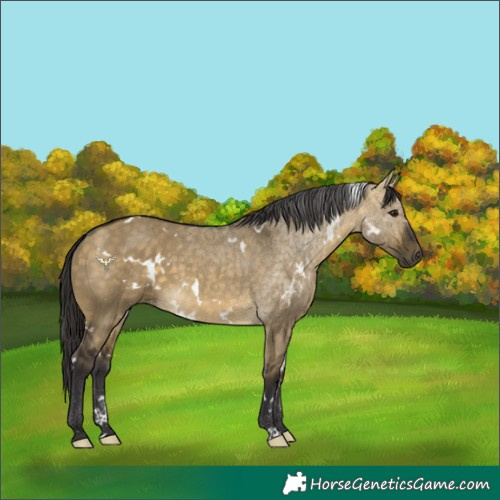 Horse Color:White Spotted Buckskin Dun 