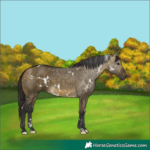 Horse Color:White Spotted Buckskin Dun 