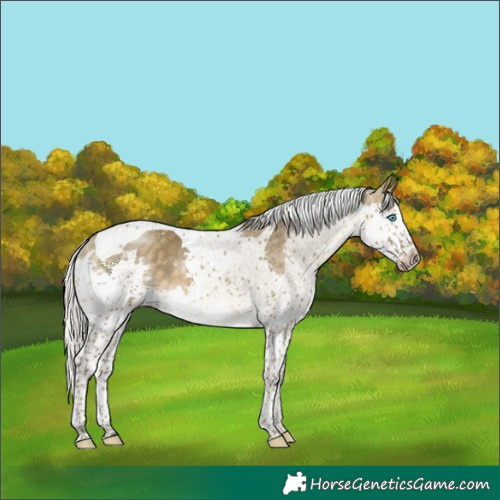 Horse Color:White Spotted Silver Buckskin Dun Splash Tobiano 