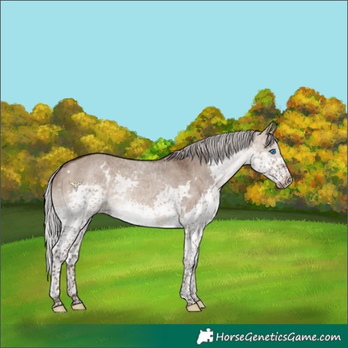 Horse Color:White Spotted Silver Brown Dun Splash Rabicano 