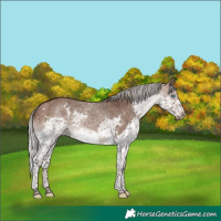 Horse Color:White Spotted Silver Brown Dun Splash Rabicano 