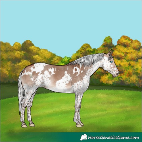 Horse Color:White Spotted Silver Brown Dun Splash Tobiano Rabicano