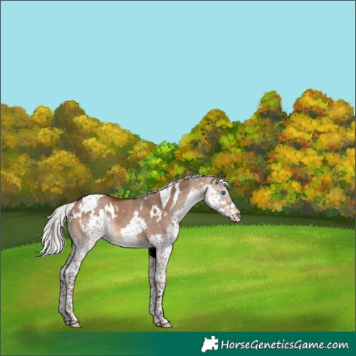 Horse Color:White Spotted Silver Brown Dun Splash Tobiano Rabicano 