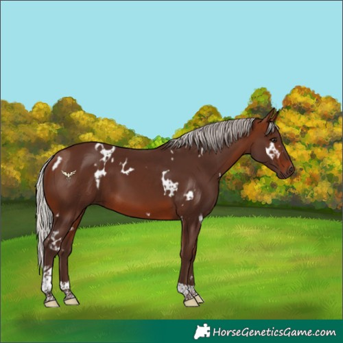 Horse Color:White Spotted Silver Brown Tobiano 