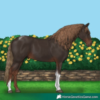 Horse Color:Liver Chestnut Tobiano 