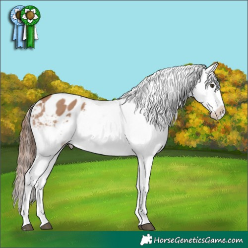 Horse Color:Red Dun Appaloosa 