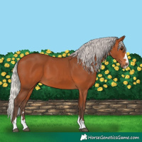 Horse Color:Silver Bay 