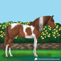 Horse Color:Chestnut Tobiano 