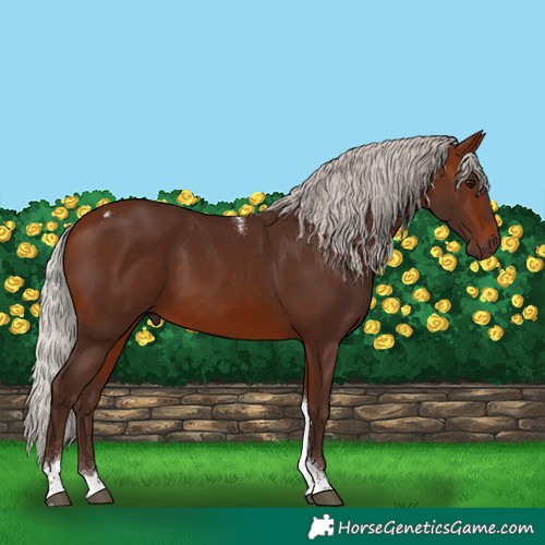 Horse Color:Silver Brown Tobiano 