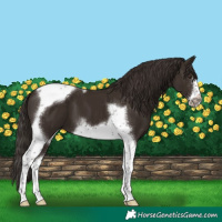 Horse Color:Liver Chestnut Tobiano Frame 
