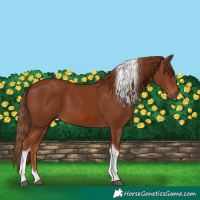 Horse Color:Chestnut Tobiano 