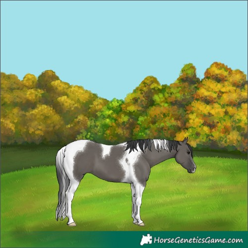 Horse Color:Grullo Tobiano