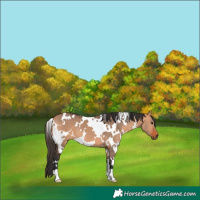 Horse Color:White Spotted Bay Dun 