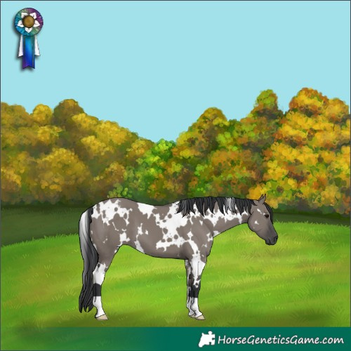 Horse Color:White Spotted Grullo 