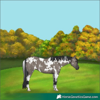 Horse Color:White Spotted Grullo 