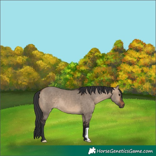 Horse Color:Brown Dun