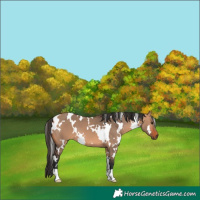 Horse Color:White Spotted Brown Dun 