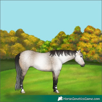 Horse Color:Gray Brown Dun 