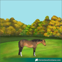 Horse Color:Buckskin 