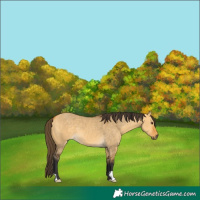 Horse Color:Buckskin Dun