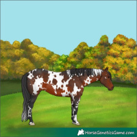Horse Color:White Spotted Brown