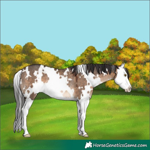 Horse Color:White Spotted Brown Dun Splash Rabicano