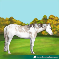 Horse Color:White Spotted Brown Dun Splash Appaloosa Rabicano 